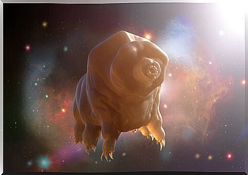 3D model of a tardigrade.