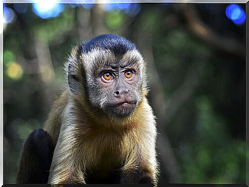 Curiosities of the hard-headed capuchin monkey