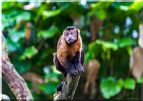 Curiosities of the capuchin monkey.