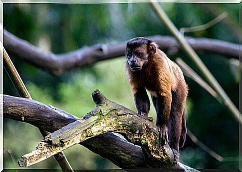 Capuchin monkey: tools