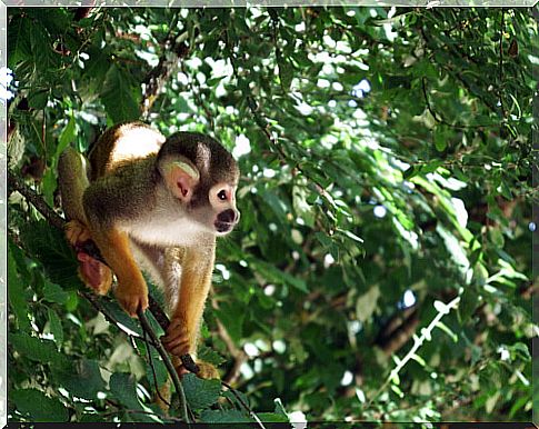 Squirrel monkey: characteristics