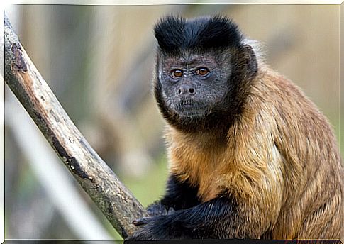 Capuchin monkey: threats