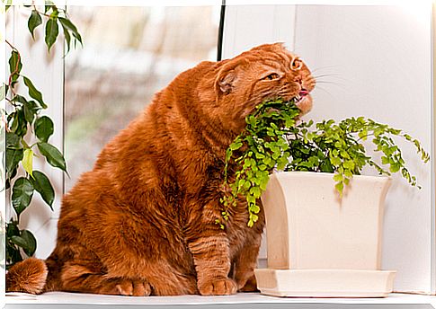 Cat eating grass