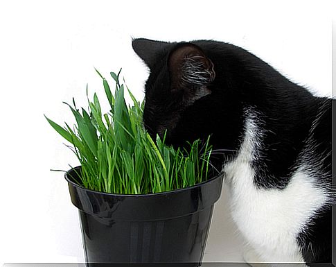 Cat eating grass