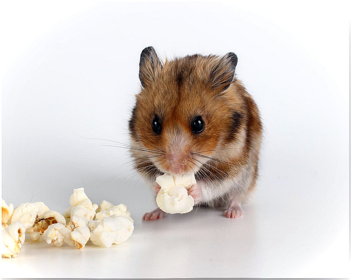 Diarrhea in the hamster: causes, symptoms and treatments