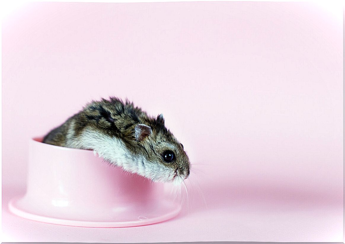 A dwarf hamster comes out of a feeder.