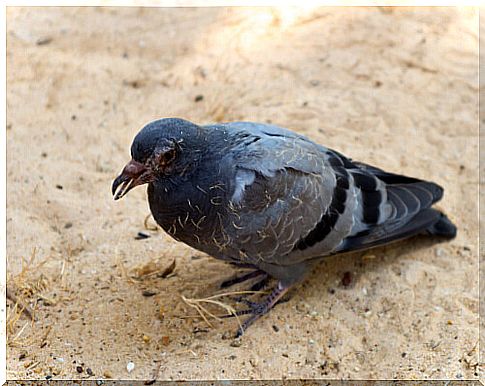 Diseases that pigeons have