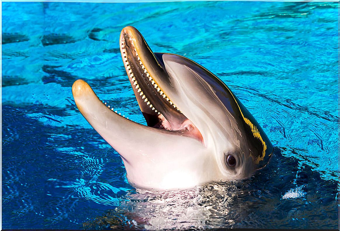 A dolphin opens its mouth happily.