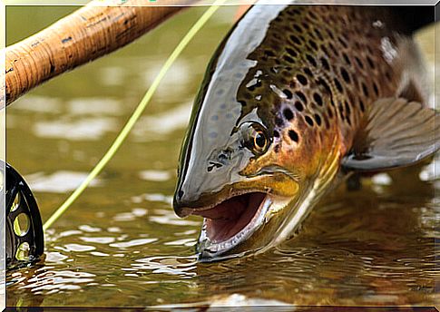 Brown river snake trout.