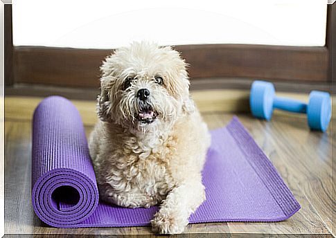 Do you already know gyms for dogs?