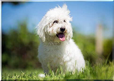 Do you know the breed of Coton de Tulear dog?