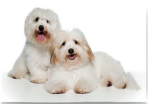 Coton de Tulear: character