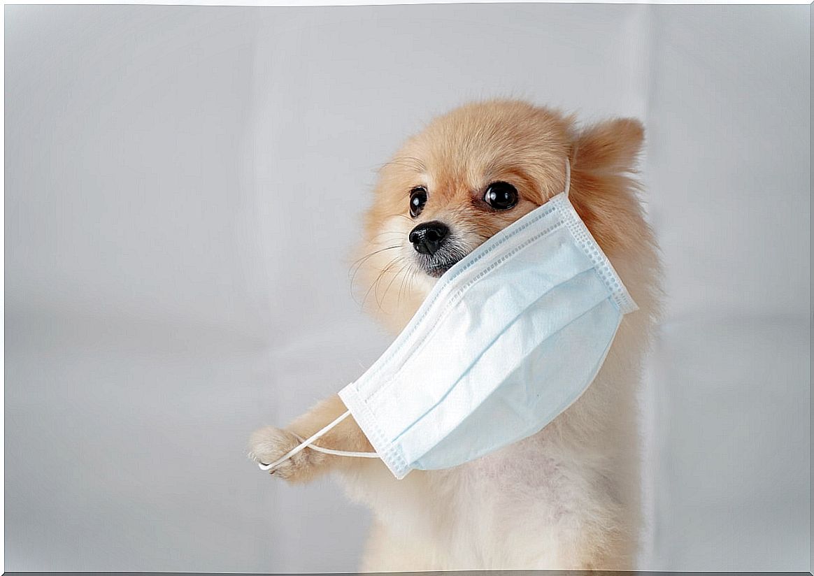 A pomeranian dog with a mask.