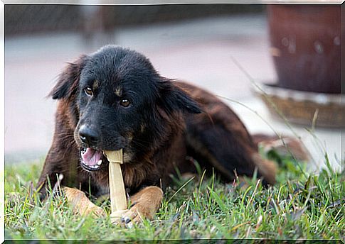 dog and bone