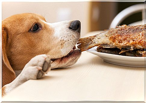 dog stealing food