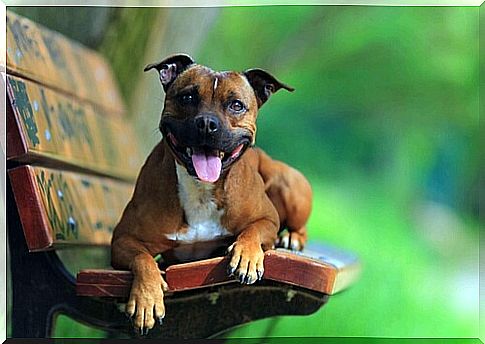 Staffordshire bull terrier