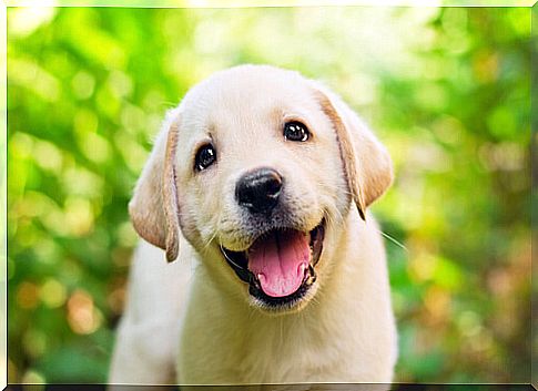 Labrador retriever