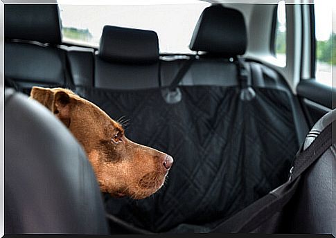 Seat cover for car and dog