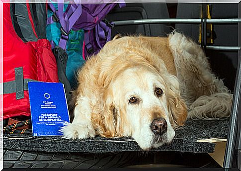 Legal regulations for traveling with dogs by car