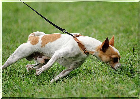 Dog training: avoiding leash pulls the easy way