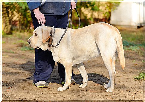 perro con correa 2