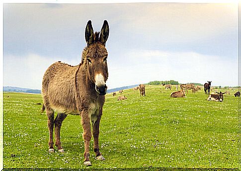 Donkey: characteristics, behavior and habitat