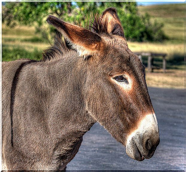 Cara de un burro.