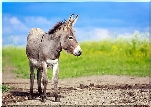 Donkey in the field.