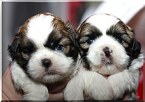 Cachorros de shih tzu