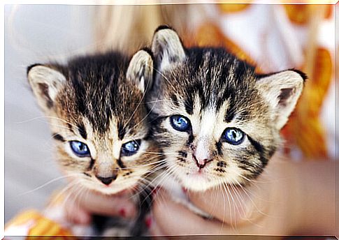 Kittens with blue eyes