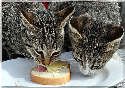 cats eating