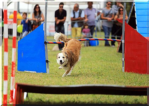 Expocachorro, a paradise for dog lovers