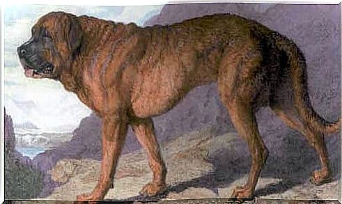 Extinct dog breeds