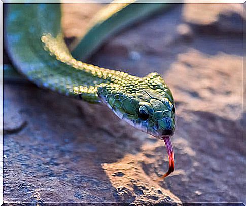 Feeding the domestic snake