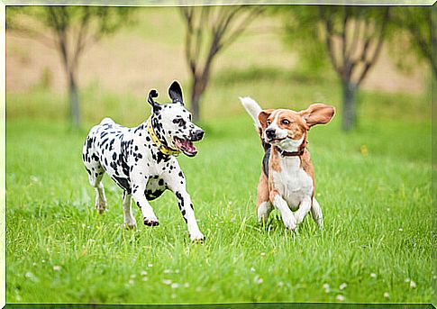 Food and supplements for sports dogs