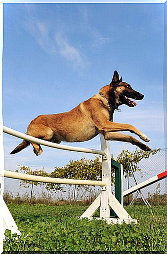 Supplements for sporty dogs: Belgian Malinois