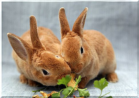 Foods that are dangerous for rabbits