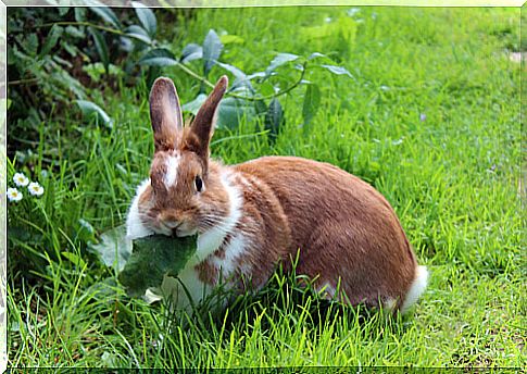 Rabbit feeding