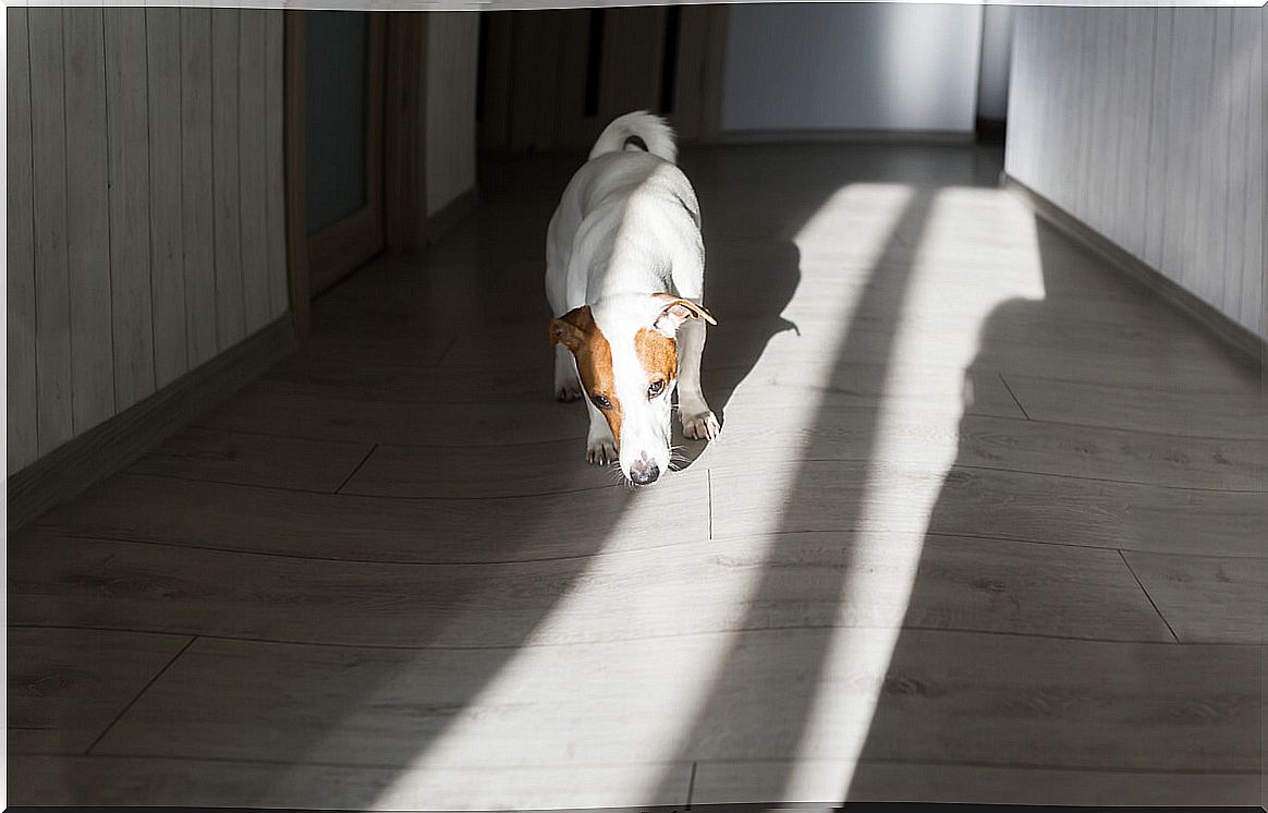 A dog smelling the floor of his house.