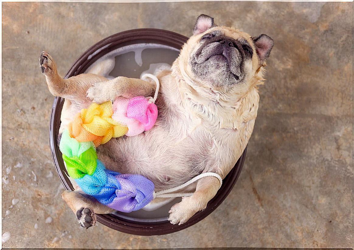 A dog taking a bath.