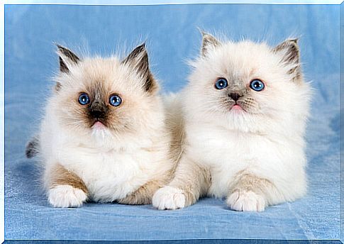 Ragdoll cat couple