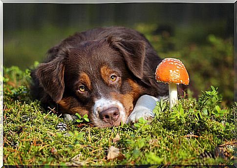 Fungal poisoning in dogs: what to do?