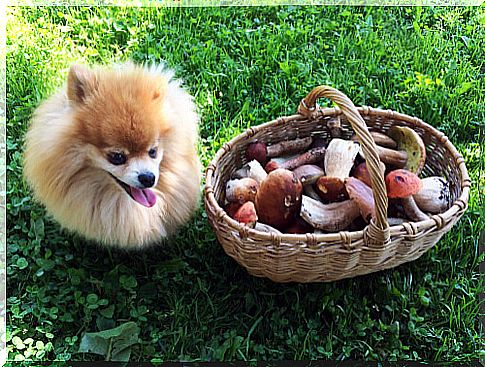 Puppy with a basket of mushrooms