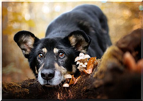 Dog lying with mushrooms