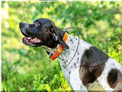 Learn about GPS locators for dogs