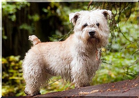 Glen of Imaal Terrier