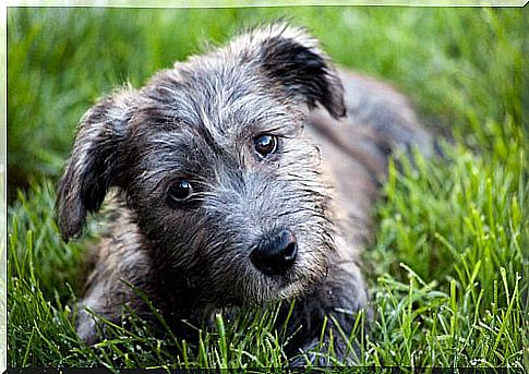 Perro glen de imaal terrier