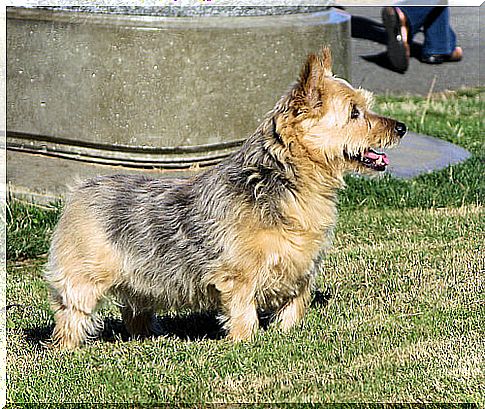 Terrier de Norwich