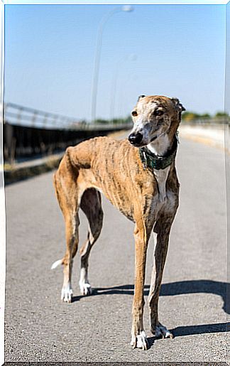 Greyhound care 