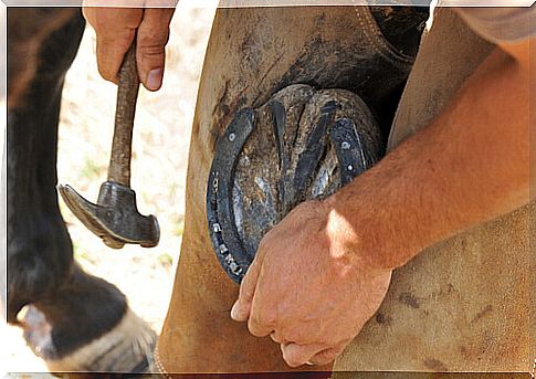 Horse shoe: shoeing the ideal way